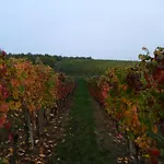 B&B Domus Langhe