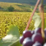 Domus Langhe 4*