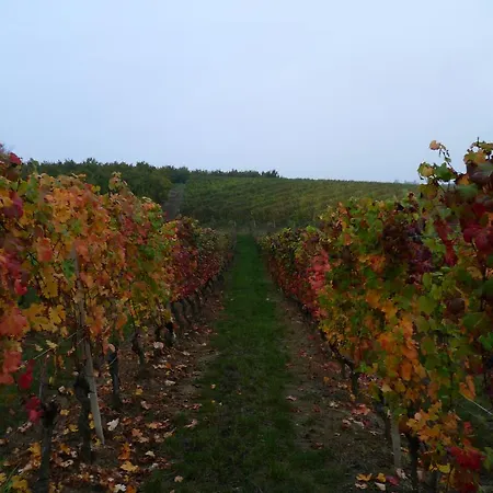 Bed & Breakfast Domus Langhe