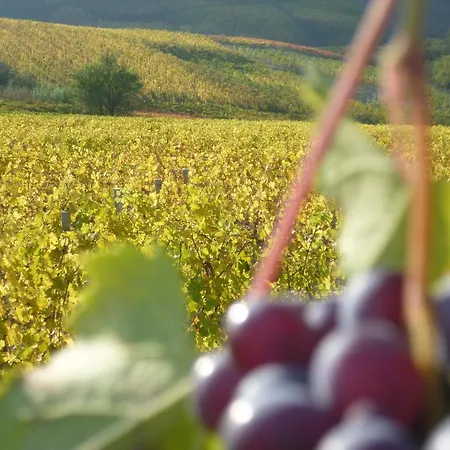Domus Langhe 4*